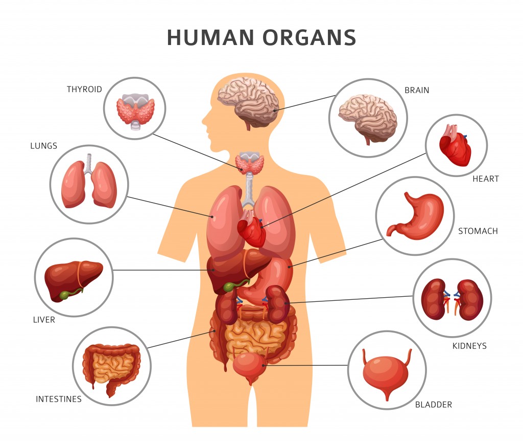 Human body internal organs. Stomach and lungs kidneys and heart, brain and liver. Medical anatomy vector infographics - Vector(MicroOne)