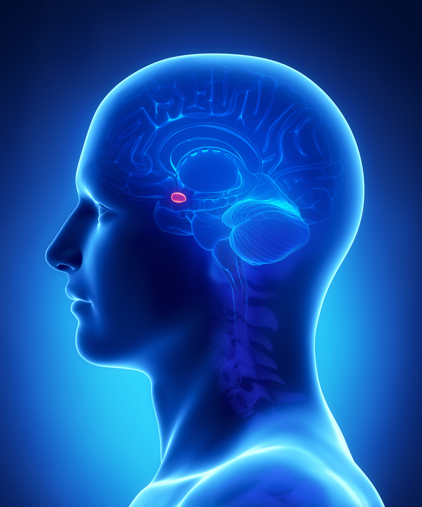 Human brain AMYGDALA - cross section - Illustration( CLIPAREA)s