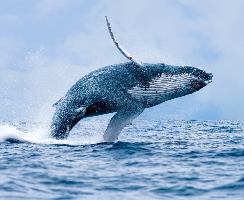 Humpback Whale (Megaptera novaeangliae) breaching at Puerto Lopez, Ecuador. - Image Paul S. Wolf()S