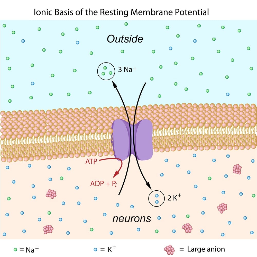 Ionic basis of resting membrane potential - Illustration