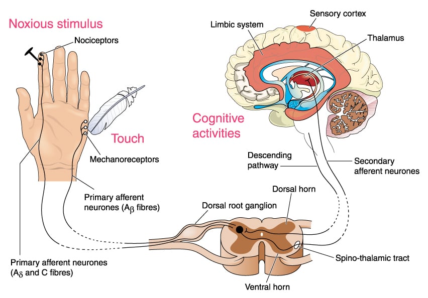 Noxious and pain receptors in skin and the nerve pathways to the brain, via the spinal cord and thalamus (Blamb)S