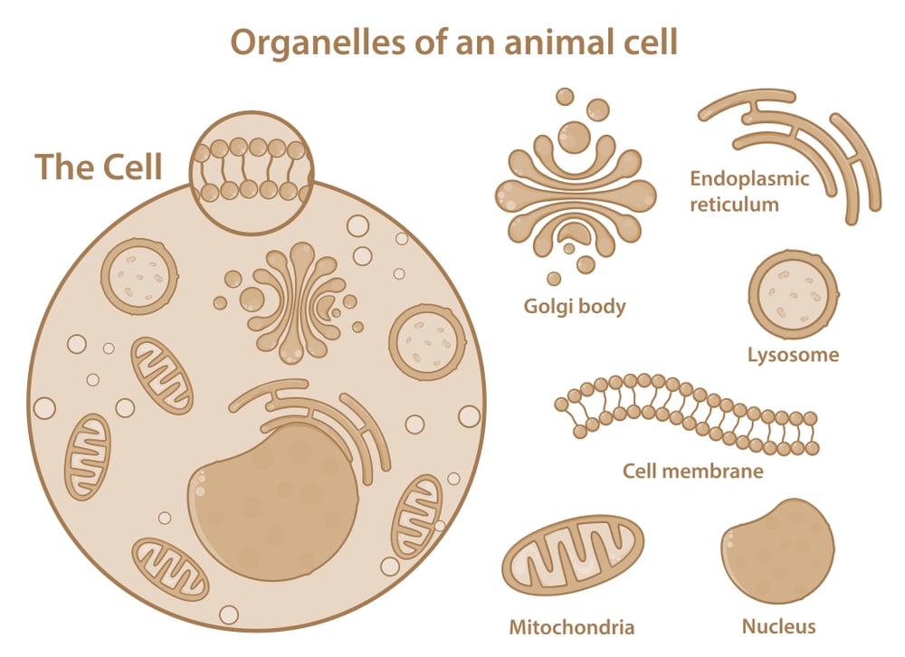 Organelles and major components of an animal cell. Highlighted typical eukaryotic mammalian cell. Simple and clear aesthetics for educational purpose. - Illustration( Molecular Sensei)s