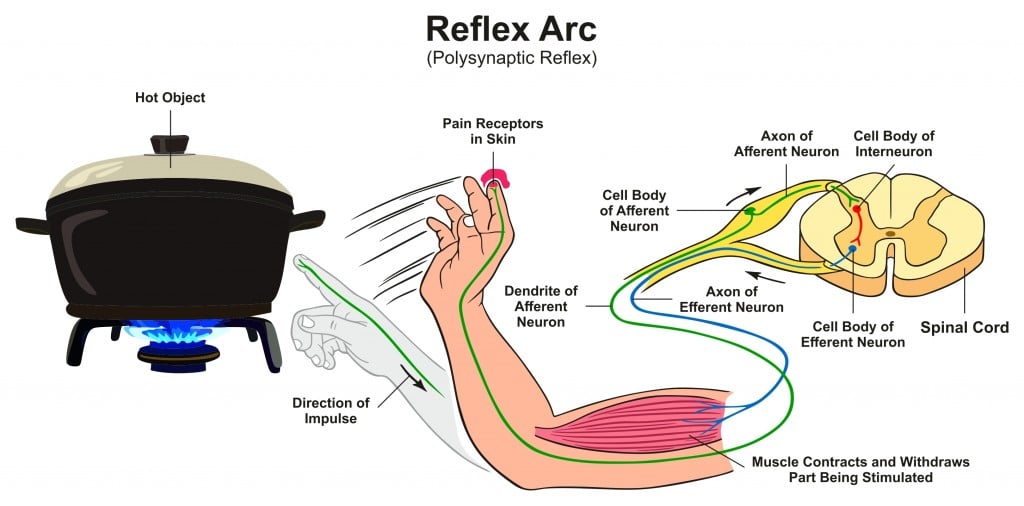 Diagrama de infográfico de reflexo arco com exemplo de reflexo polissináptico mão humana tocando receptores de dor objeto quente e direção de impulso para a educação em ciências médicas - Vector (udaix) s