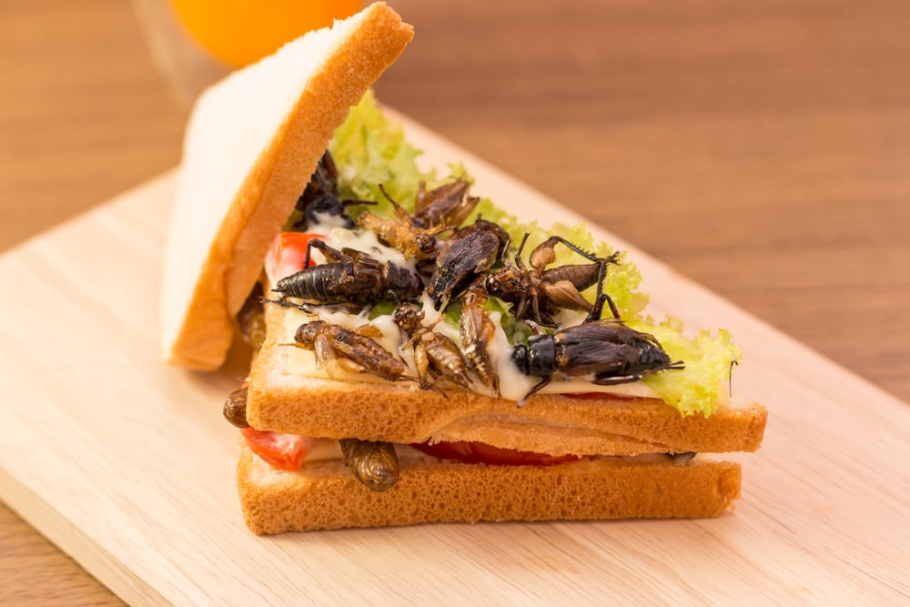 Sandwich made of fried insect meat and mozzarella cheese, mayonnaise and tomato, lettuce with orange juice presented on a wooden board( CK Bangkok Photography)