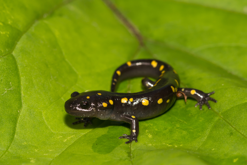 Salamandra malhada - imagem (Jay Ondreicka) s