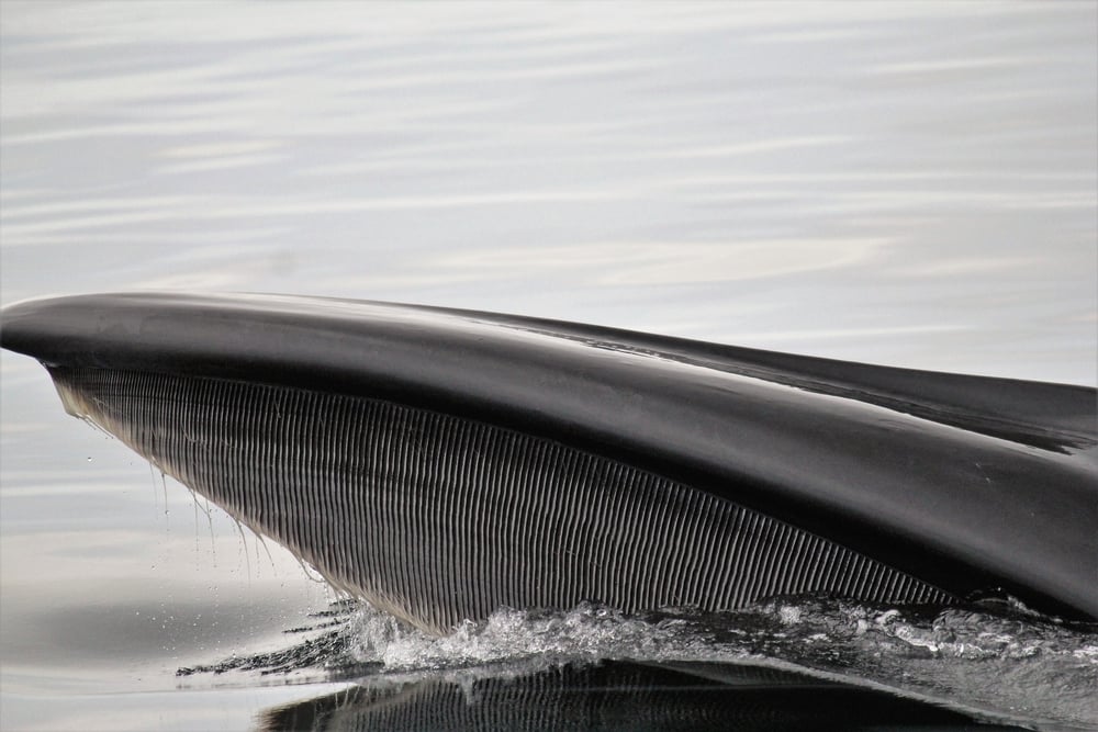 Whale baleen - Image(Sharlyn)s