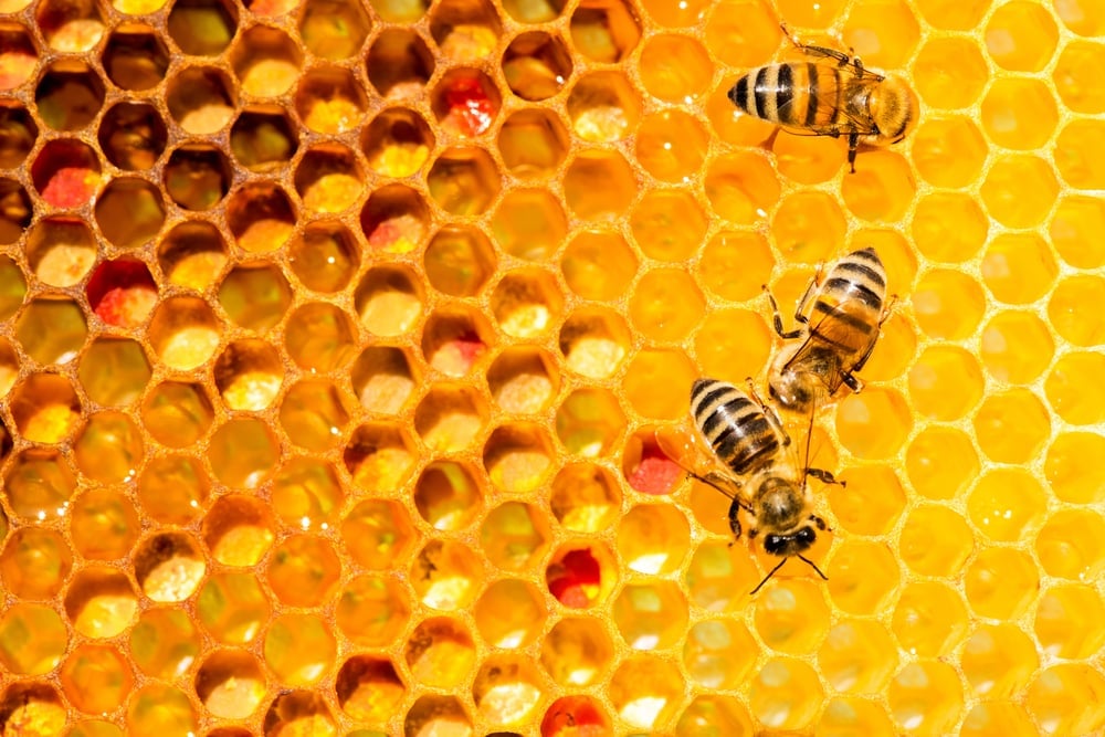 closeup of bees on honeycomb in apiary - selective focus, copy space - Imag( Diyana Dimitrova)s