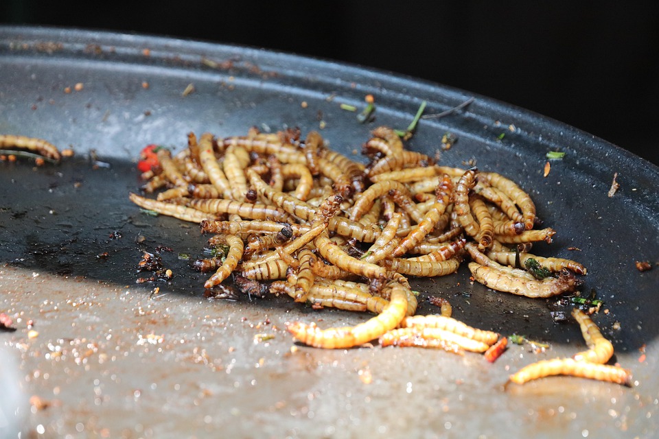 mealworms