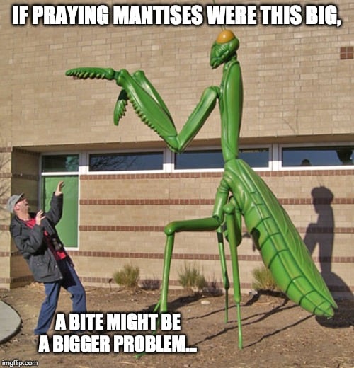 if praying mantises were this big a bite might be a bigger problem..