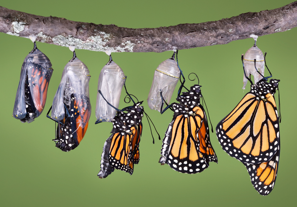 A composite of various views of a monarch emerging from a chrysalis. - Image(Cathy Keifer)s