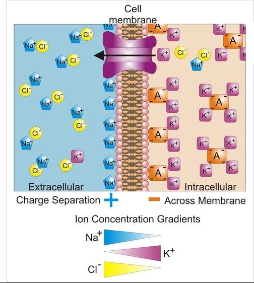 Basis of Membrane Potential