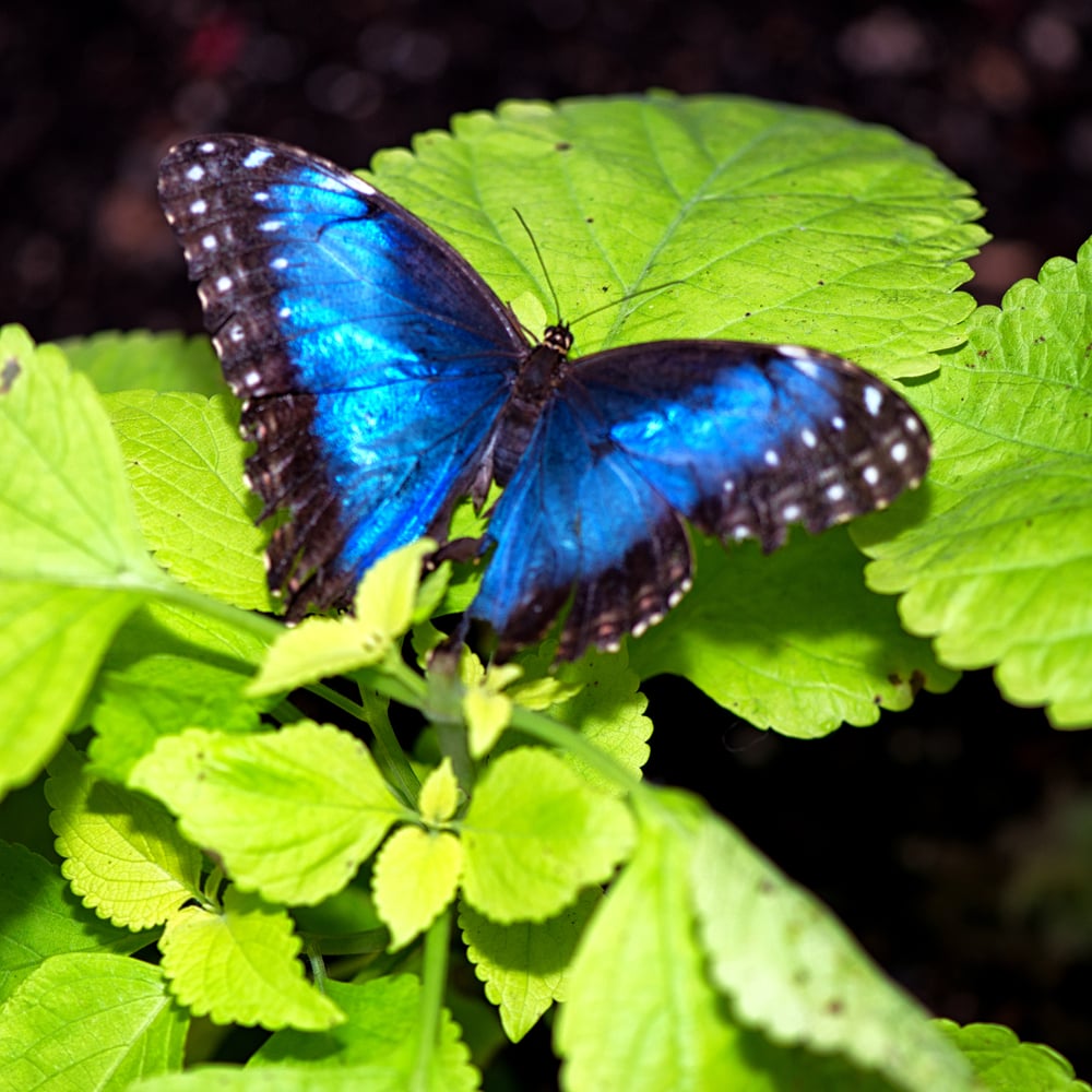 Blue Morpho - Image(Stephen Cullum)s