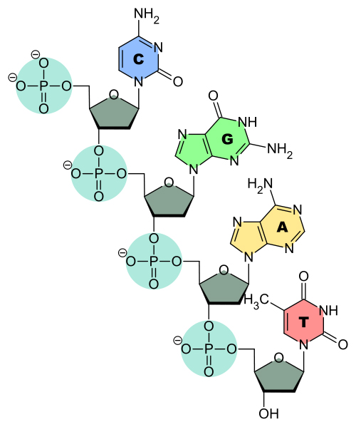 DNA-Nucleobases