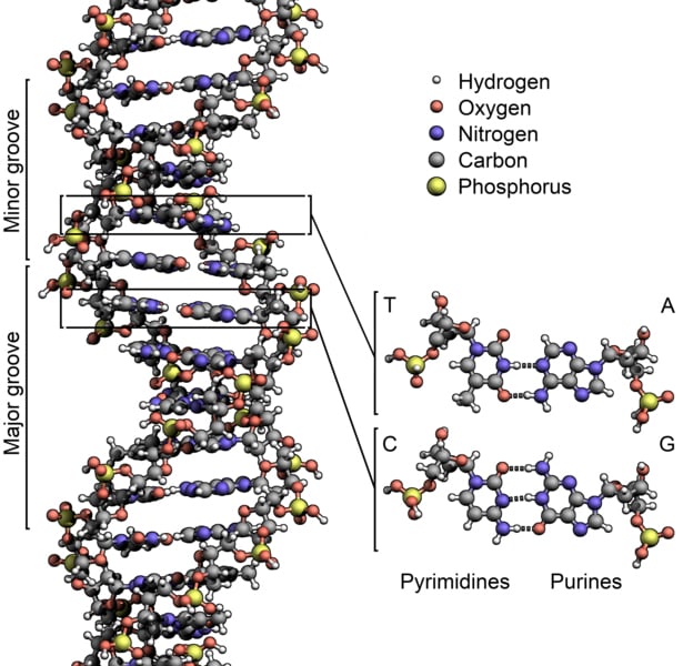DNA Structure+Key+Labelled