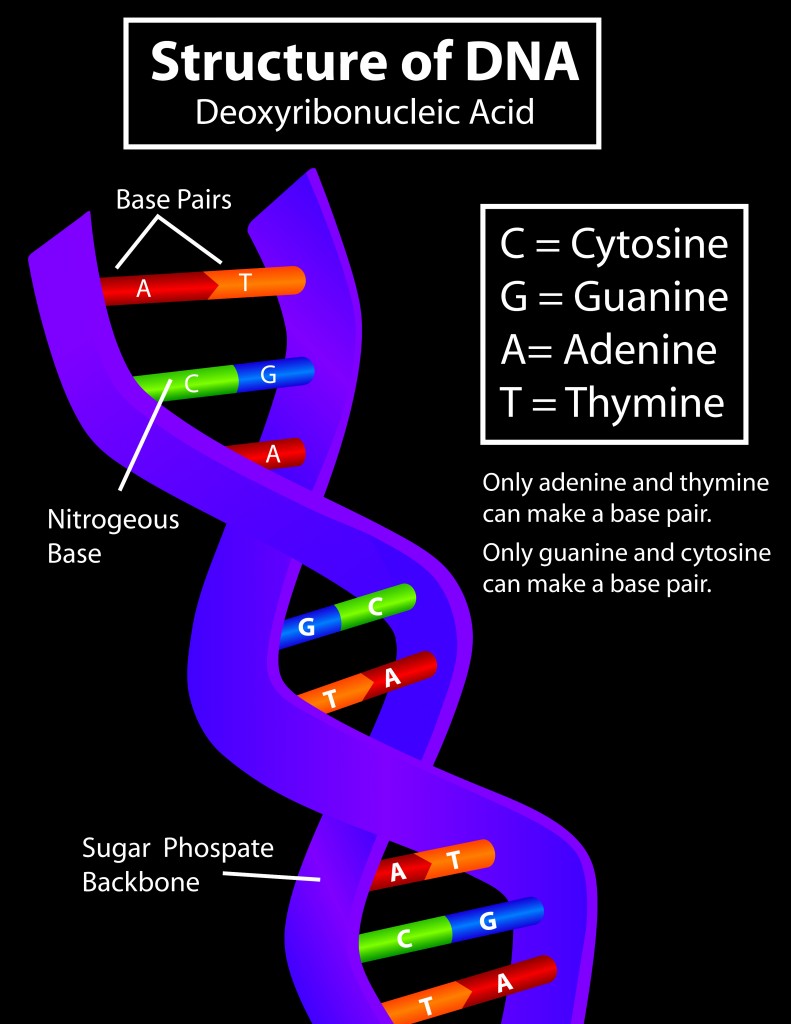 Diagram of a DNA strand - Vector( iris wright)s