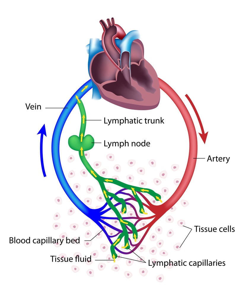 Fluid exchange between the circulatory and the lymphatic systems. - Illustration( Alila Medical Media)S