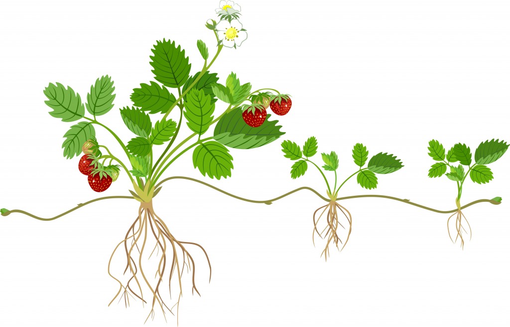 Planta de morango jardim com raízes, flores, frutos e planta filha - Vector (Kazakova Maryia) s