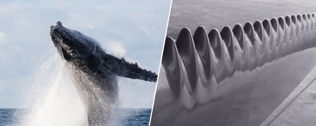 Grooved edges of turbine blades, similar to tubercles on flippers of whales help reduce air drag