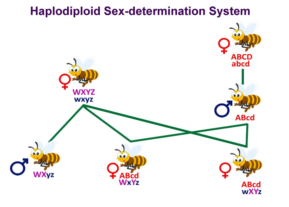 Why Can t Female Worker Bees  Sterile 