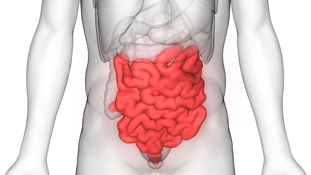 Anatomia do intestino delgado do sistema digestivo humano.  3D - Ilustração (Mina mágica) s