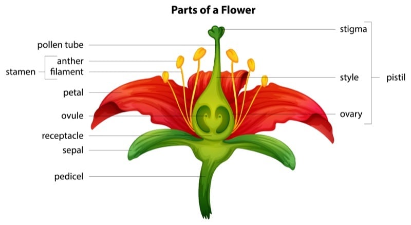 Ilustração mostrando as partes de uma flor - vetor (ilustração mostrando as partes de uma flor - vetor () s