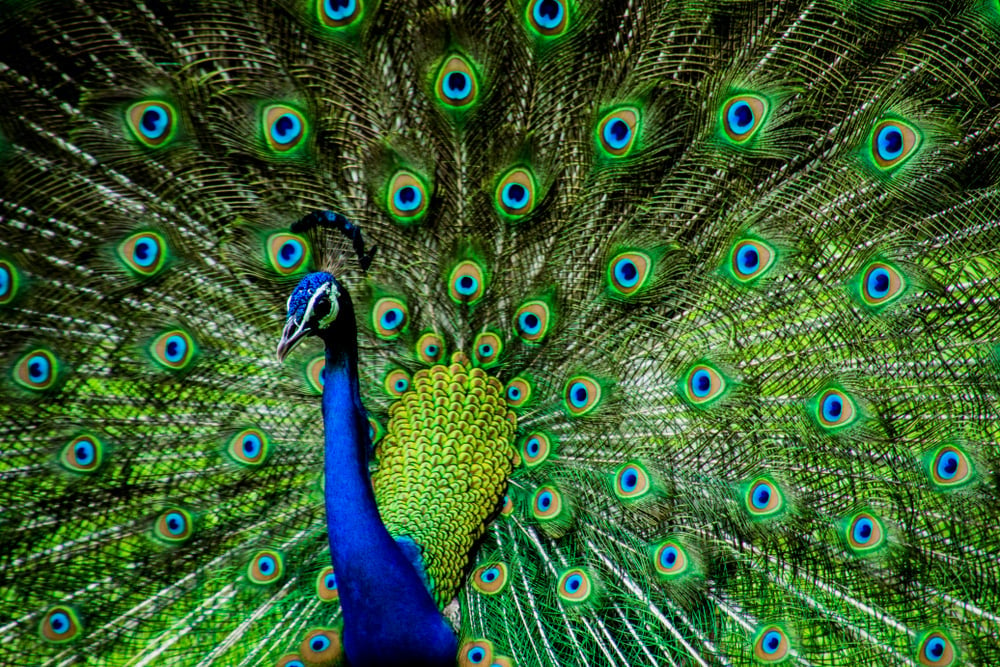Indian Male Peacock - Image(Kandarp)s