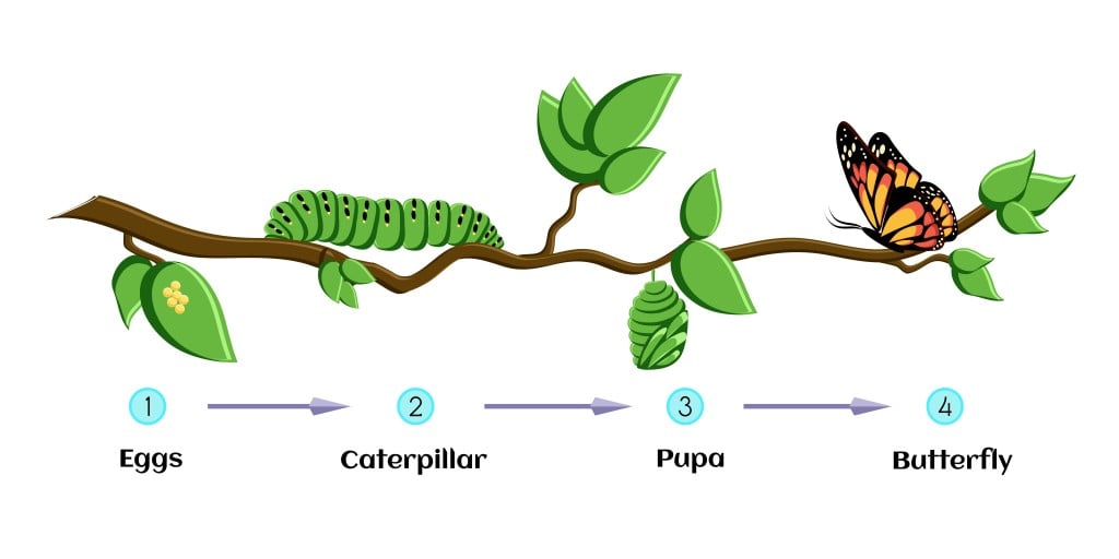 Life cycle of butterfly (eggs, caterpillar, pupa, butterfly). Metamorphosis. Educational biology for kids. Cartoon vector illustration in flat style. - Vector( Inna Bigun)s