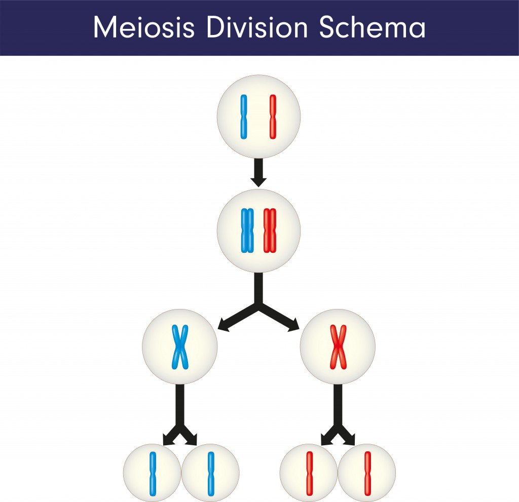 Meiosis Partition Scheme - Vector( Emre Terim)s