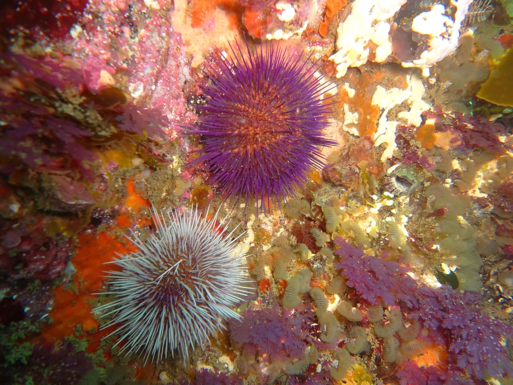 Purple sea urchins on rocks in the ocean. Makro of echinoderms(A. Mertens)S