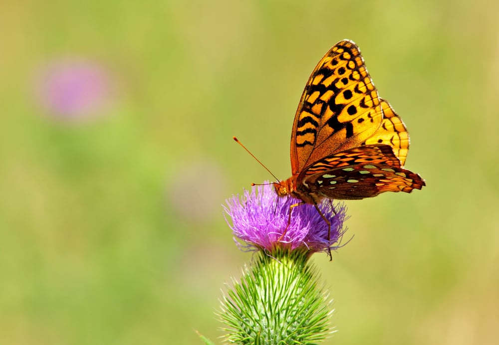 Regal fritillary butterfly, speyeria idalia, on purple flower of bull thistle plant, cirsium vulgare - Image(Nancy Bauer)S