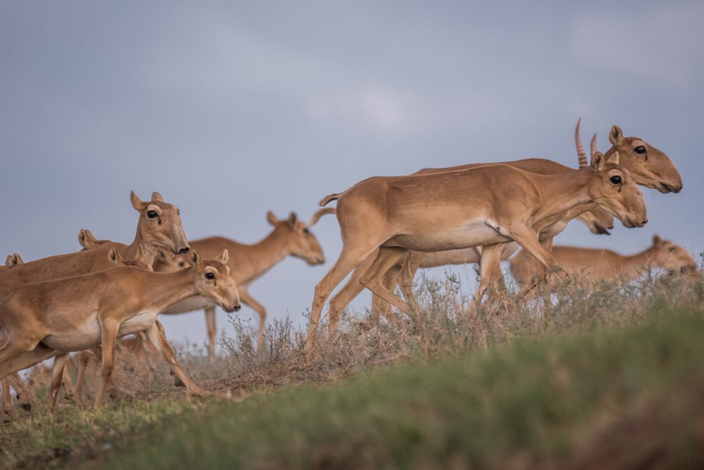 Saiga tatarica is listed in the Red Book, Chyornye Zemli (Black Lands) Nature Reserve, Kalmykia region, Russia - Image(Nikolai Denisov)s