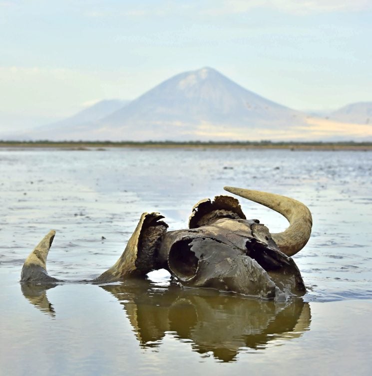 Skull of wildebeest in mud on shallow water. In the background is a volcano Langai. Lake Natron. Tanzania - Image( Sergey Uryadnikov)S