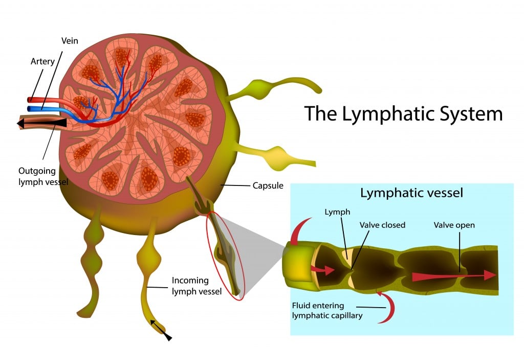 The Lymphatic System. Structure of a Lymph Node and Longitudinal Section of a Lymph Vessel. - Vector(Sakurra)s