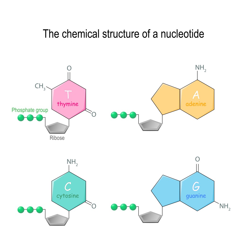 The chemical structure of a nucleotide. four main bases found in DNA adenine, cytosine, guanine, and thymine(Designua)s