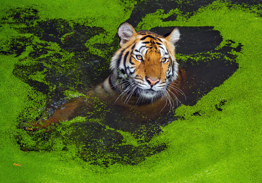 O tigre da Ásia.  - Imagem (jeep2499) s