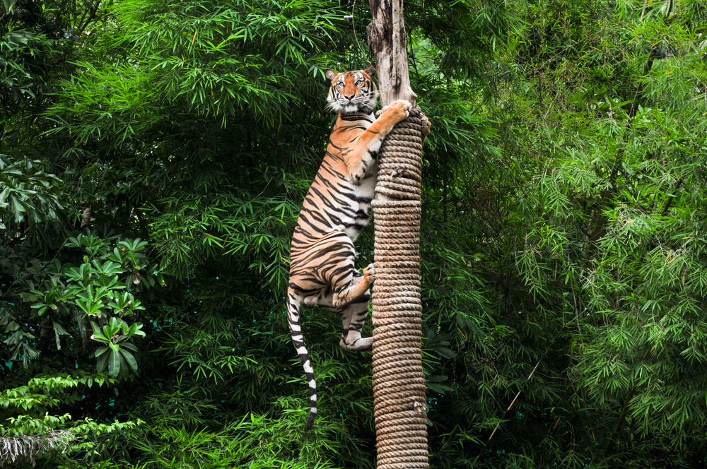Tigre escalando um poste - Imagem (Duke.of.arcH) s