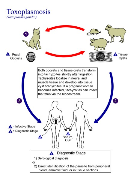 Toxoplasma gondii Life cycle PHIL 3421 lore