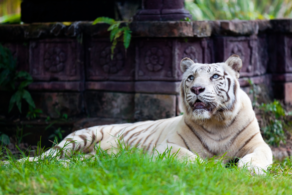 Tigre de Bengala real branco - imagem (Quinn Martin) s