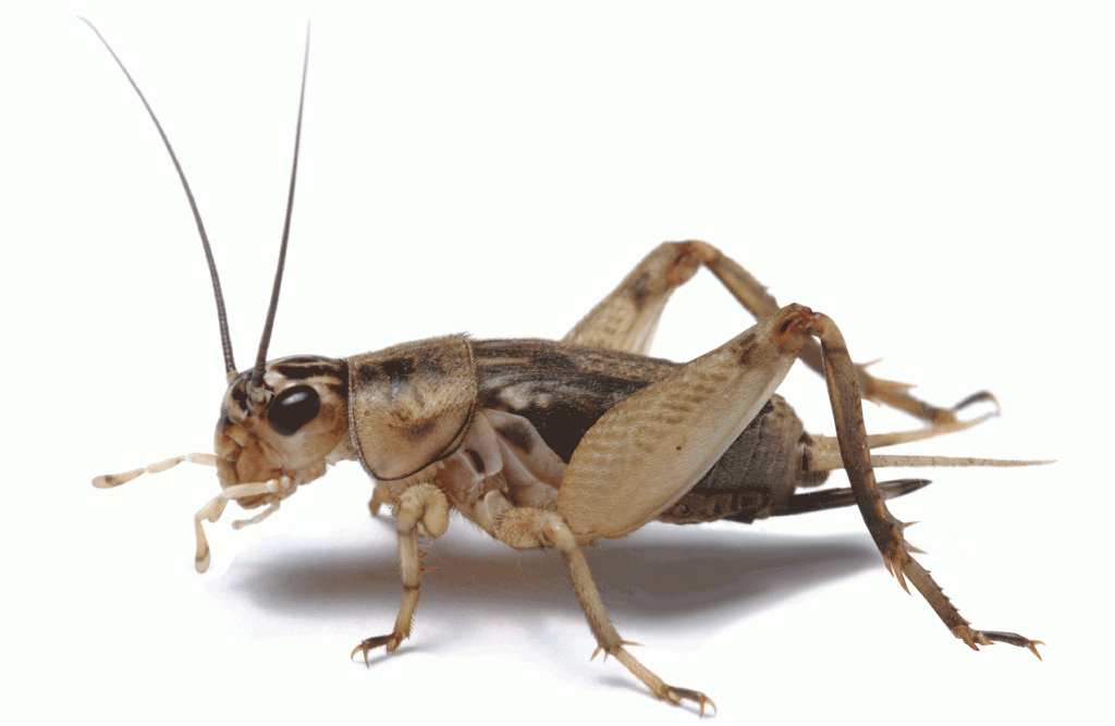 The chirping sound results from the wings of a cricket rubbing against each other.