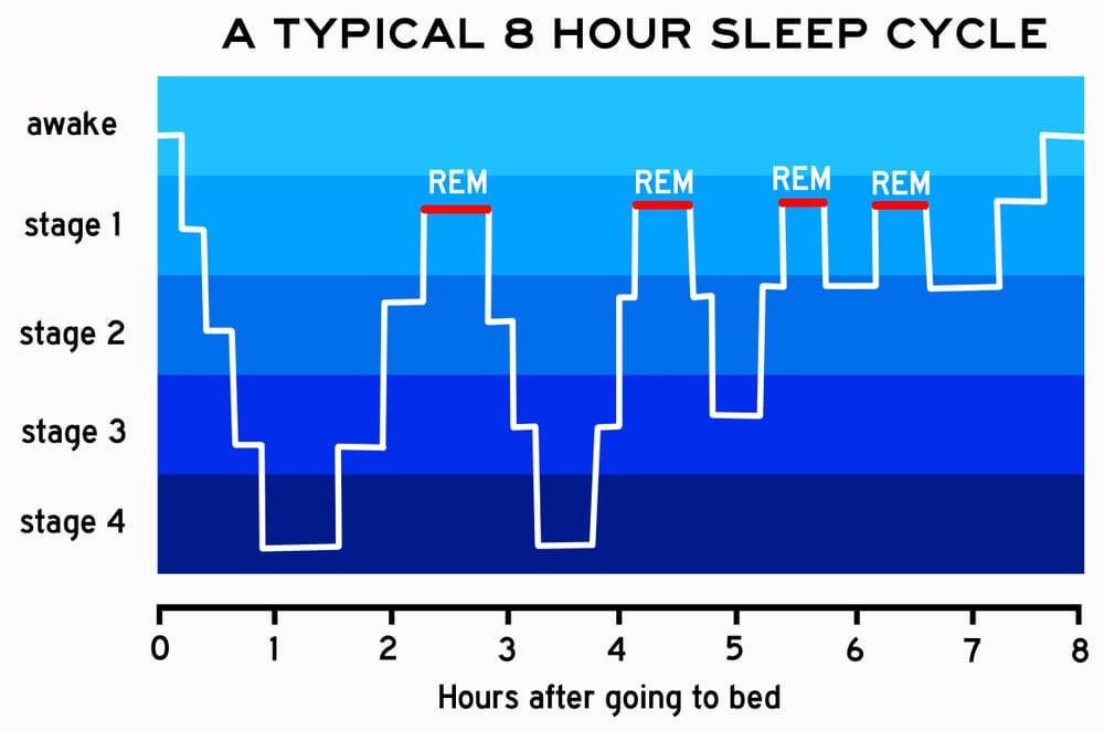 different steps of the night sleep cycle(desdemona72)s