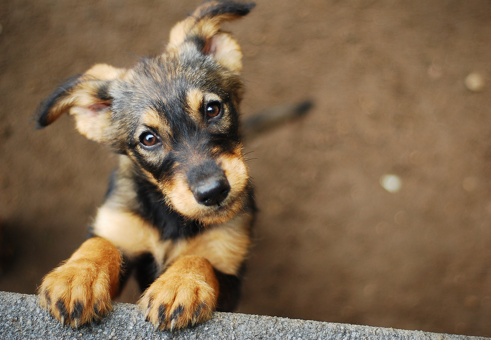dog - Image( Monika Chodak)s