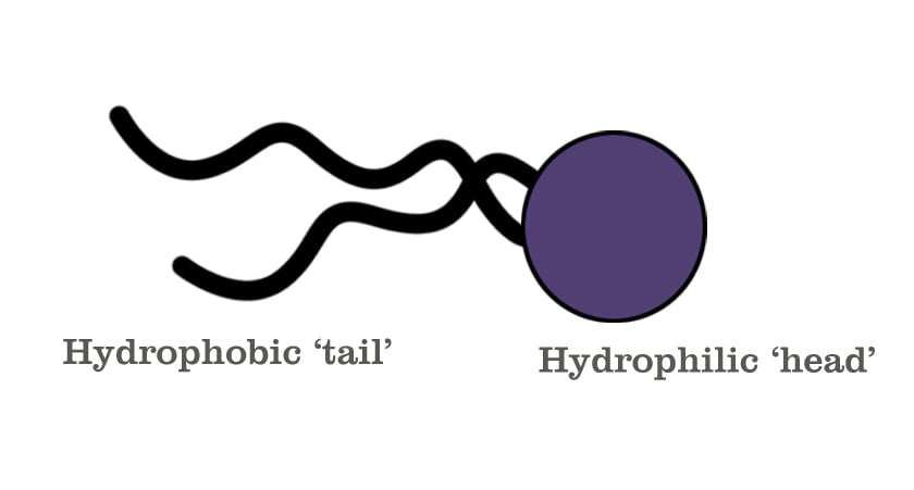 hydrophobic head and tail