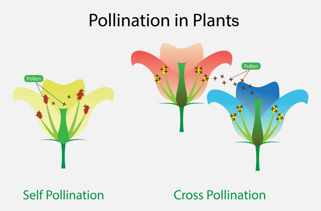 ilustração da biologia, polinização na planta - Vector (Nasky) s