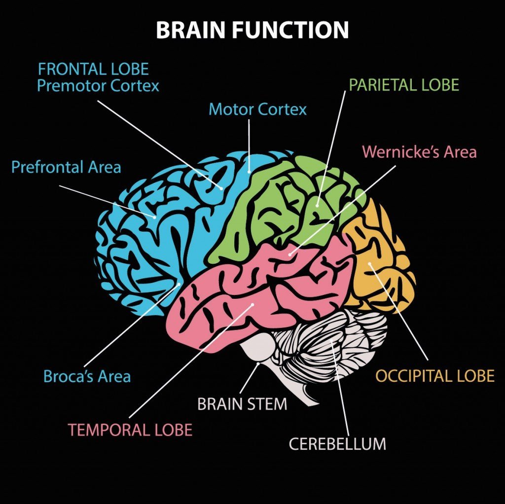 BRAIN DIAGRAM - Vector(okili77)s