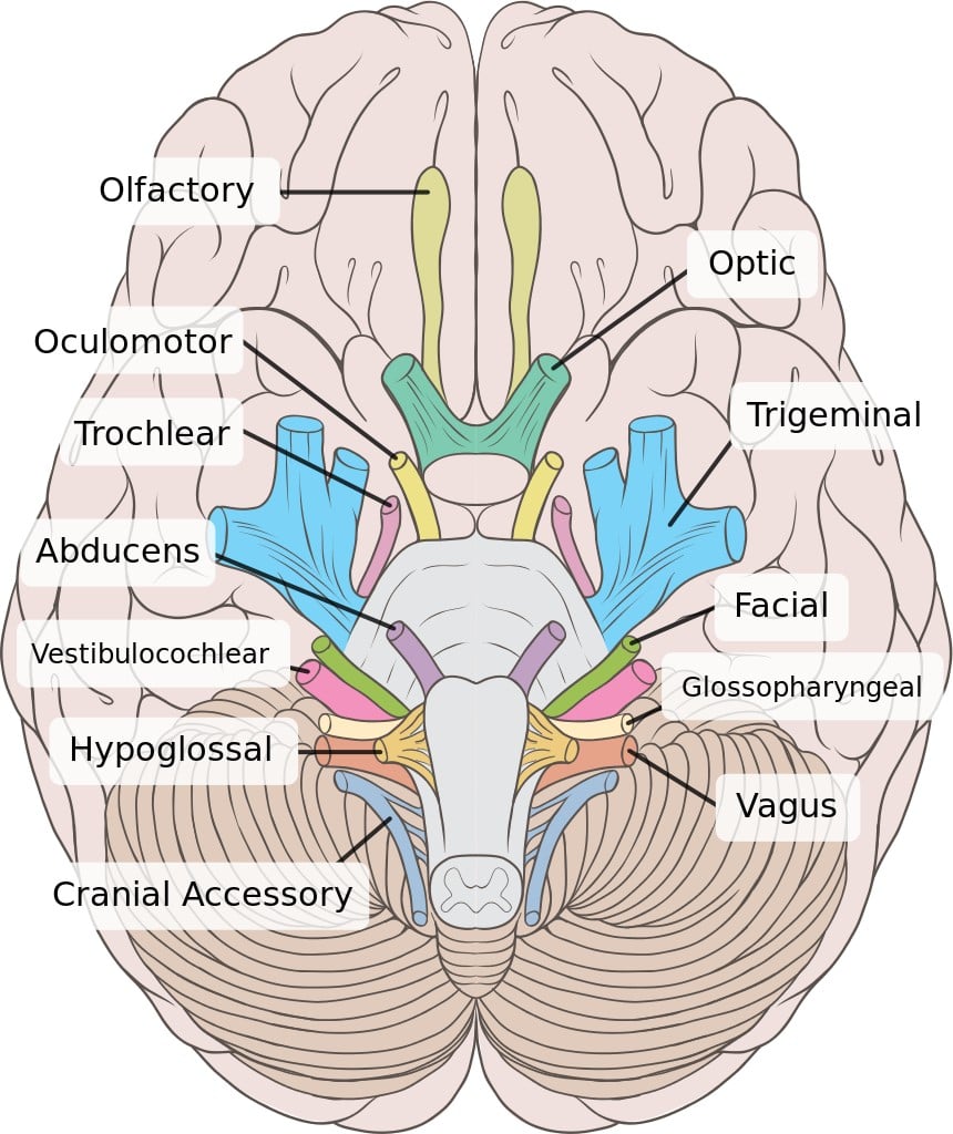 Brain human normal inferior view with labels