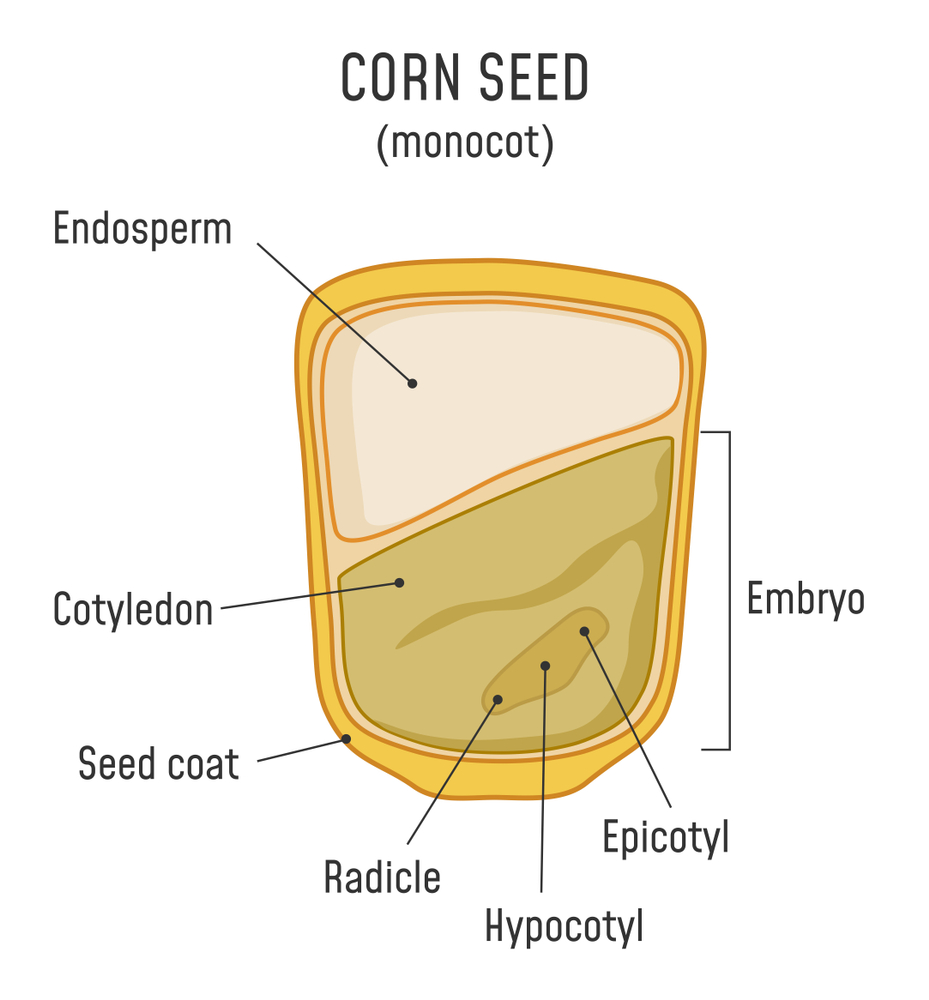 Corn Seed Structure. Anatomy of grain. Monocot seed diagram. - Illustration( Fancy Tapis)s