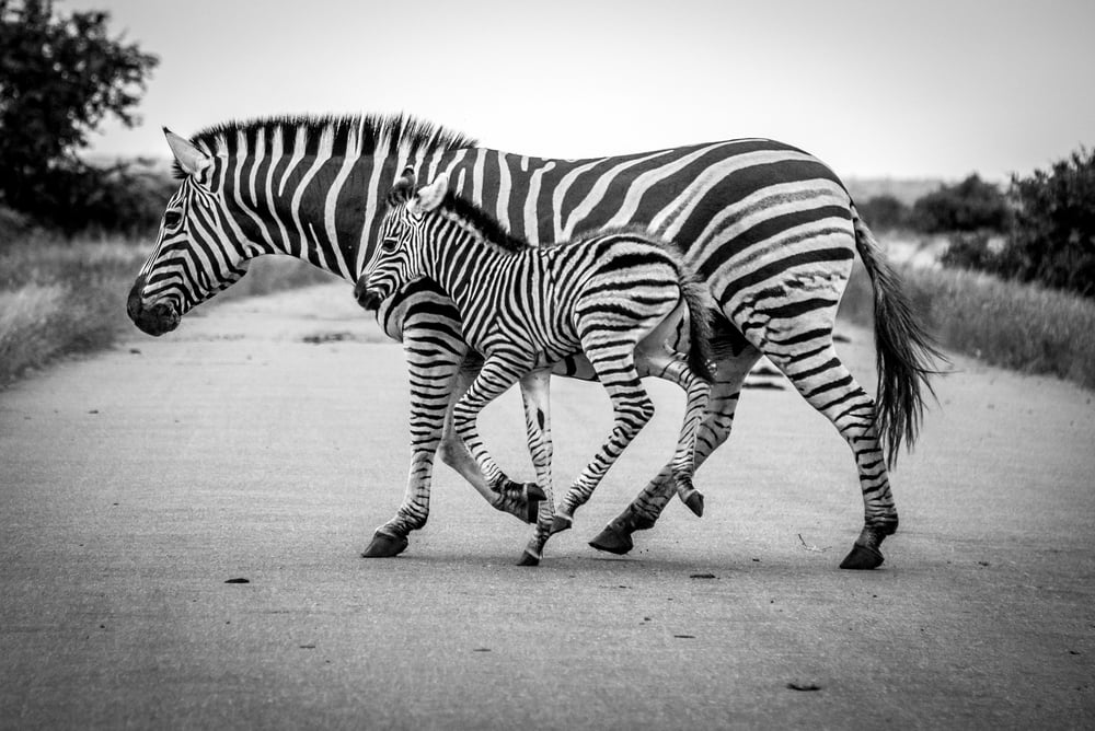 Zebra Riding: Why Can't Zebras Be Domesticated Like Horses?