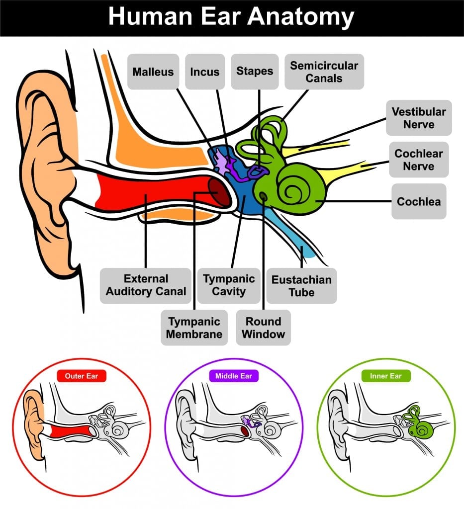 Human Ear Anatomy with classification outer middle inner and all parts external auditory canal tympanic membrane cavity eustachian tube cochlea stapes incus malleus nerve round window(udaix)s