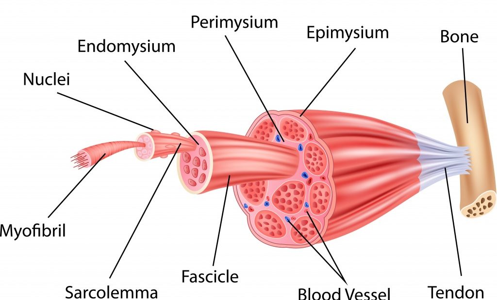 Illustration of Structure Skeletal Muscle Anatomy - Vector(Teguh Mujiono)s