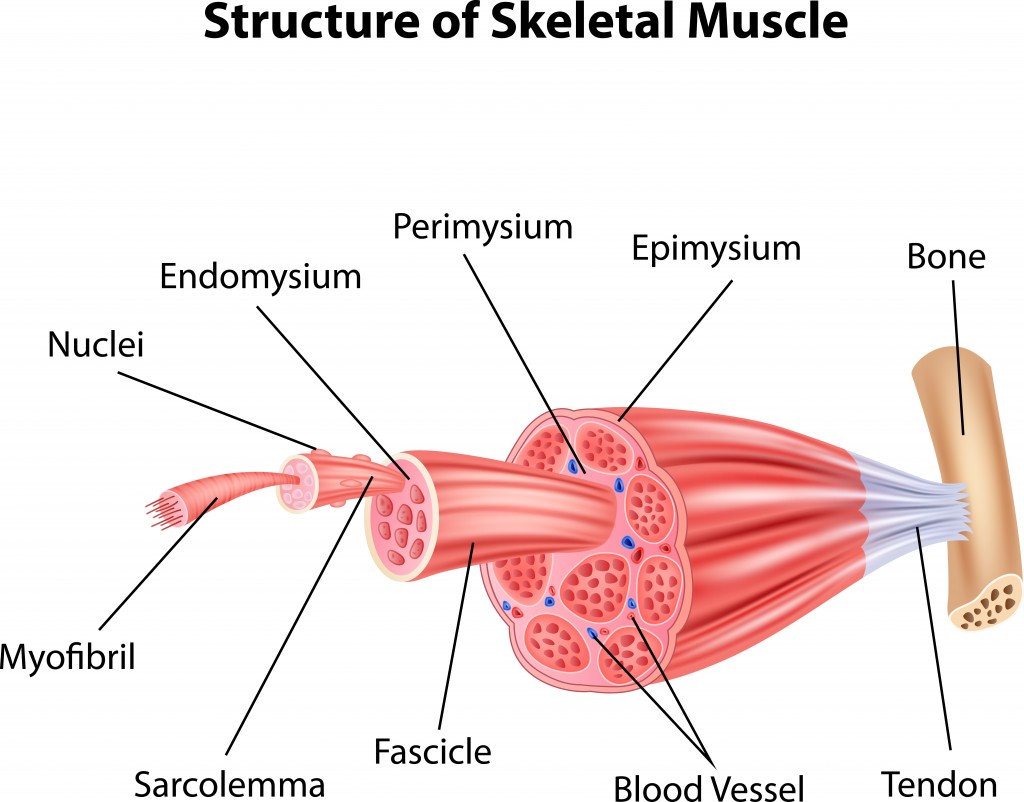 Ilustração da anatomia do músculo esquelético da estrutura - Vector (Teguh Mujiono) s